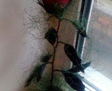 Роза "Жозефина"