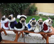 Пошив одежды на собак