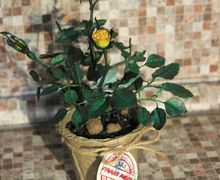 Роза в горшке