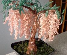 Деревце ГЛИЦИНИЯ ПЕРСИКОВАЯ