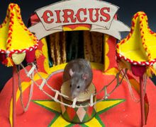 Old circus.Миниарт