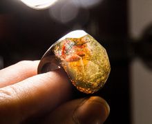 Янтарная осень