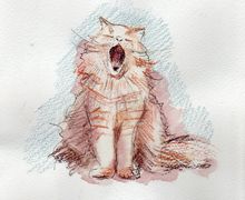 Открытка "котик"