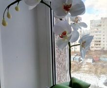 Орхидея  Phalaenopsis из фоамирана