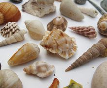 Поделки из ракушек своими руками