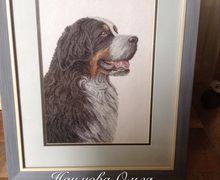 картина"Бернский зенненхунд "