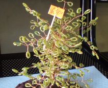 Дерево из бисера, подарок