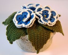 Фиалка голубая