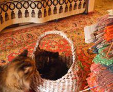 Карзинка - универсал