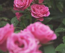 Выставка картин художника Эдгара