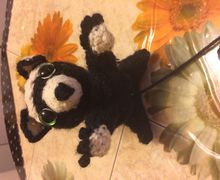 Чёрный енот