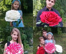 Огромная роза