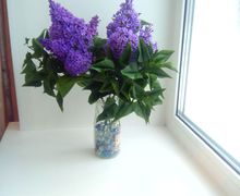 Сирень из холодного фарфора