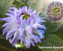 Резиночка для волос