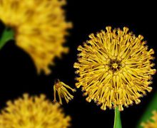 "Обнаженные" цветы и животные Сесилии Уэббер