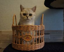 Корзина для фруктов