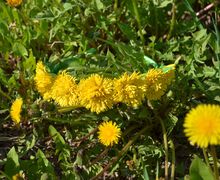 Ободок Одуванчики