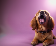 How to make a gift for dog