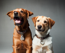 How to make a gift for dog lovers