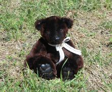 Мутоновый мишка Дениска.