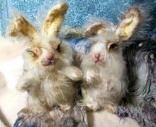 Тедди зайки