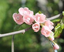 Ободок "Веточка сакуры"