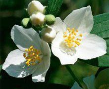 Жасмин и Кокос