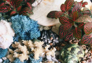 ФЛОРАРИУМ LIVING OCEAN RED