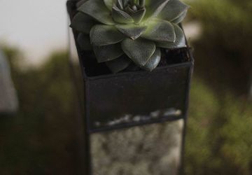 ФЛОРАРИУМ WHITE THRONE