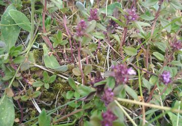 Гидролат чабреца