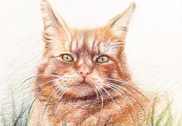 Портреты домашних питомцев на заказ