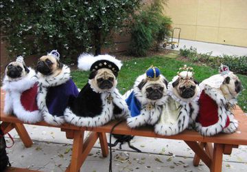 Пошив одежды на собак