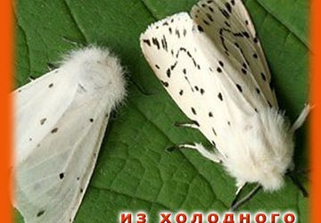 Украшения своими руками