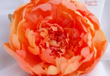 Пион "Солнце на закате"