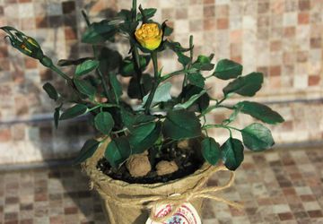 Роза в горшке