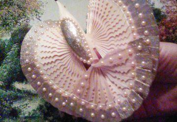 Птица с золотым оперением.