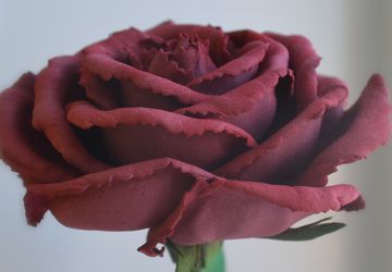Роза на стебле из фоамирана "Бордо"