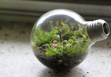 Как создать мини-садик в лампочке