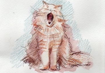 Открытка "котик"