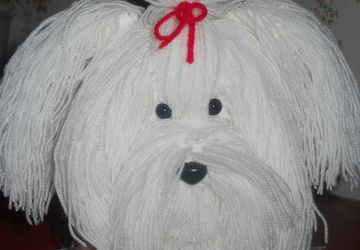 мальтийская болонка