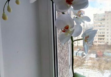 Орхидея  Phalaenopsis из фоамирана