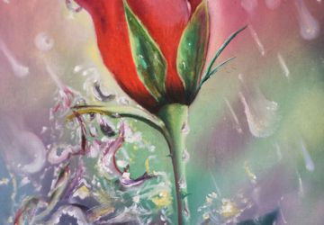 Роза под дождём