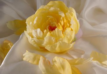 Пион Солнце