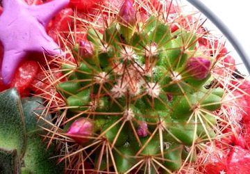 "Цветущий мир"