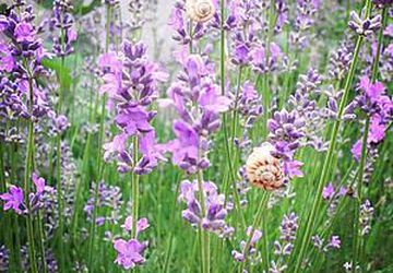 Спешите! Ограниченный набор на обучение он-лайн технике декупаж.