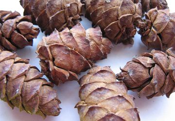 Шишки стланника