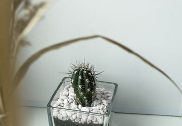 Кактусы и суккуленты в прозрачных кашпо