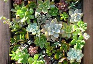 Вертикальный сад из суккулентов или живые картины