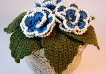 Фиалка голубая