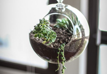 СОЗДАНИЕ  ВИСЯЧЕГО ТЕРРАРИУМА ТАК ЛЕГКО И РЕЗУЛЬТАТ ЗАХВАТЫВАЮЩИЙ